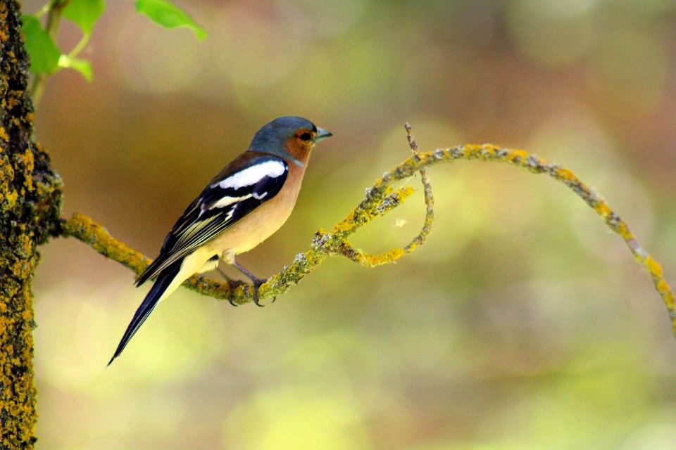 Bird Watching