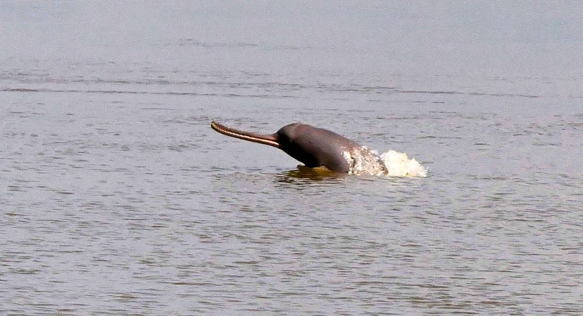 Silghat Dolphin Sightseeing Package