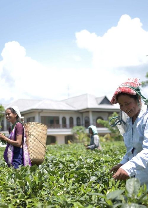 Tea Plucking in vaanigreens