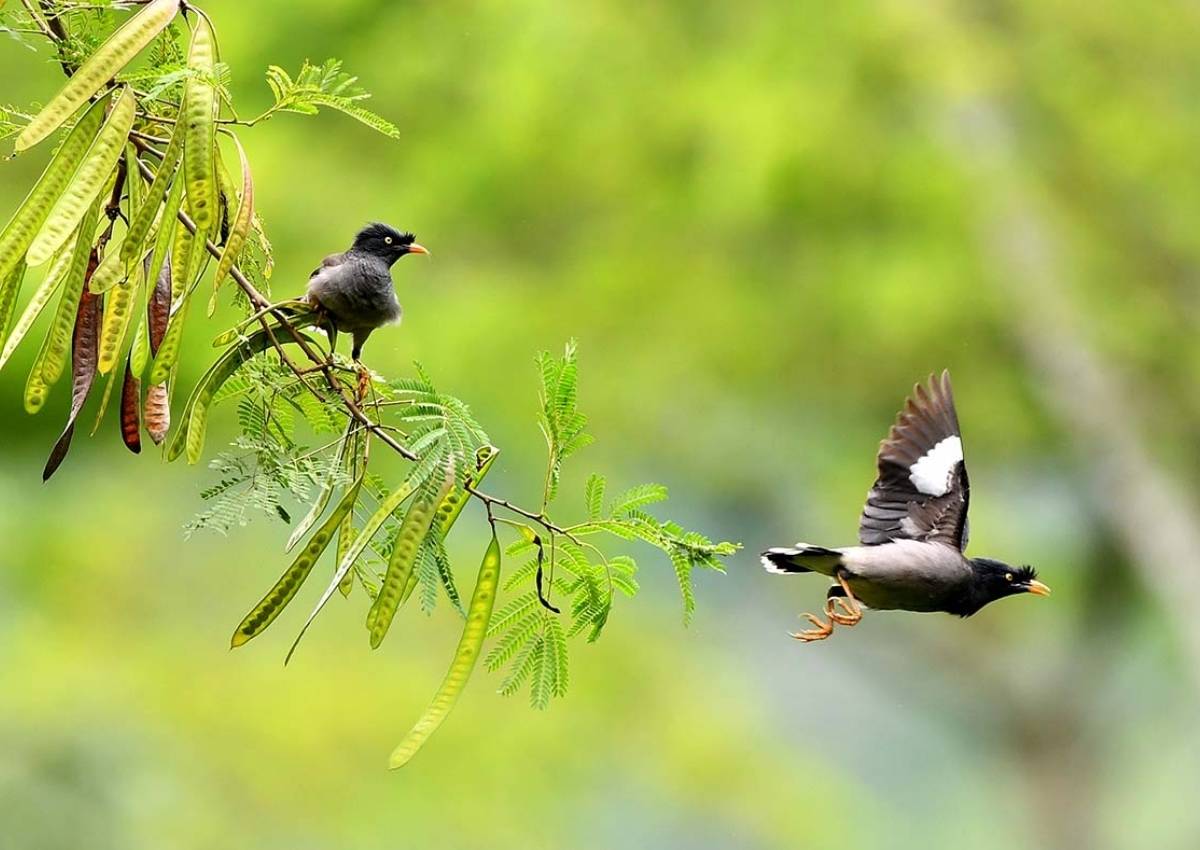 Vaani Greens Birding