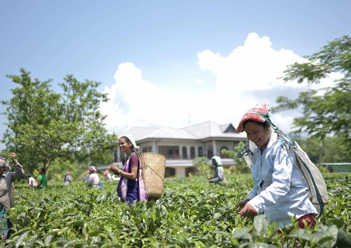 Vaani Greens Tea Plucking