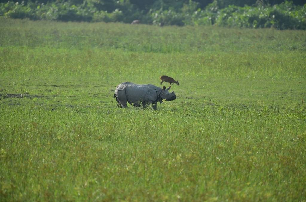 kaziranga rhino Vaanigreens
