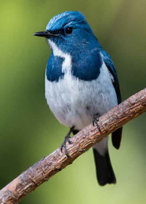 Birding vaanigreens