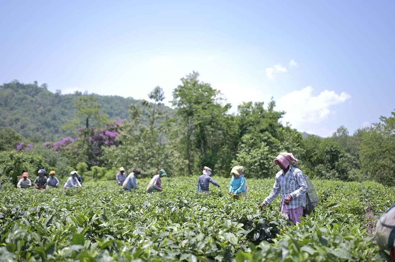 Tea Plucking image vanigreens