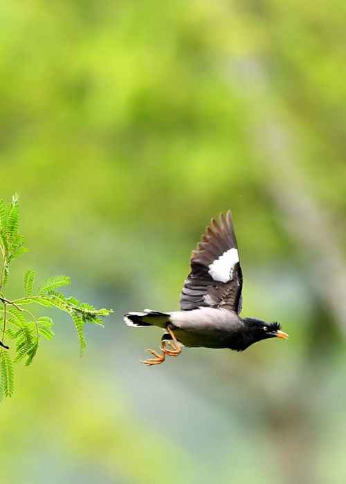 bird flying