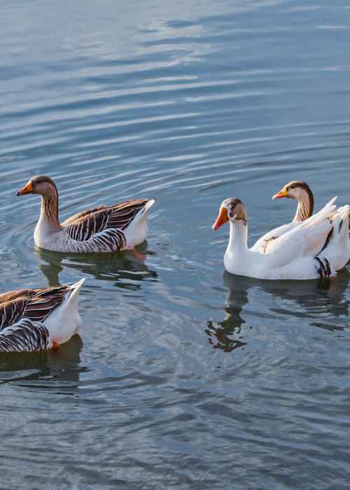 ducks image