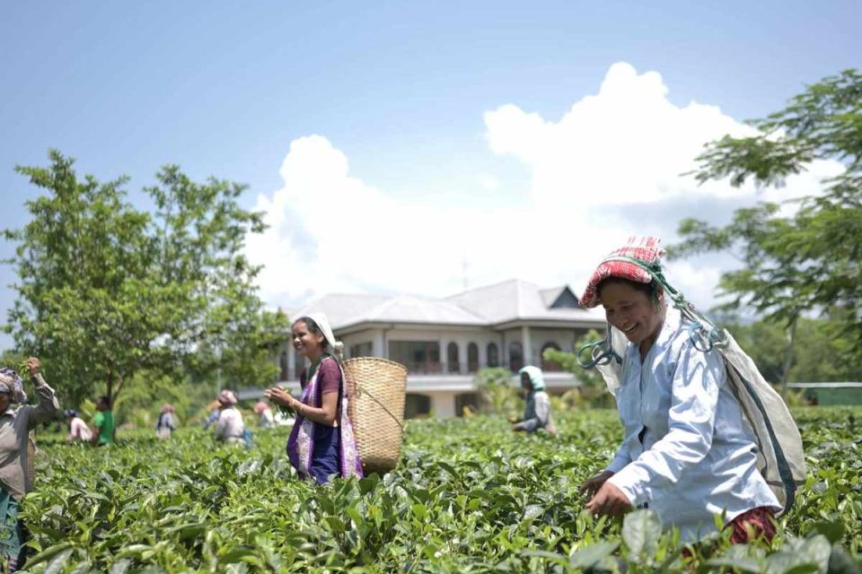 Vaani Greens Tea Plucking