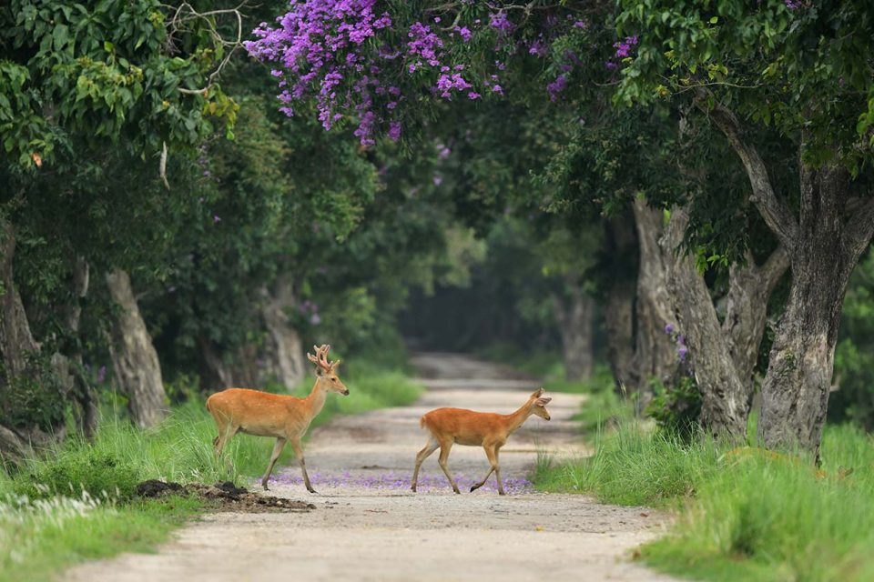vaanigreens stay nature