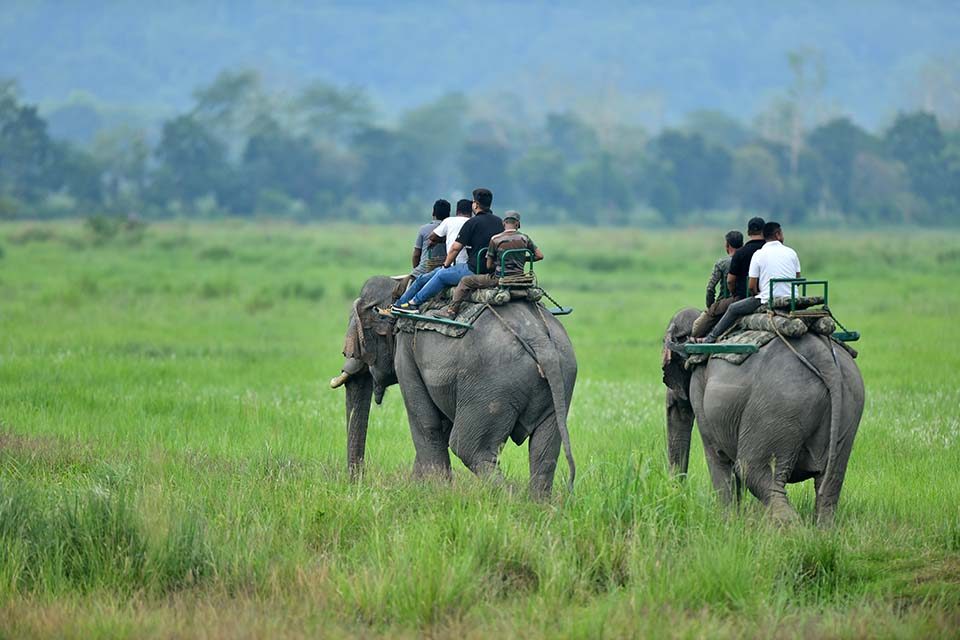 safari kaziranga
